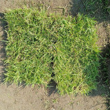 Chinese Zoysia Grass Coated Seeds | Low Maintenance, Trample Resistant Turf for Sports & Erosion Control