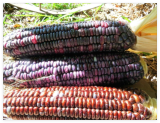 Santo Domingo Dent Seeds - Excellent for cornmeal and Posole
