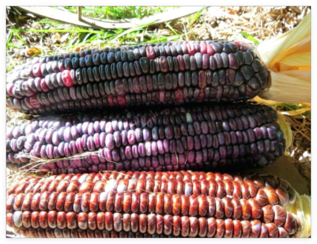 Santo Domingo Dent Seeds - Excellent for cornmeal and Posole
