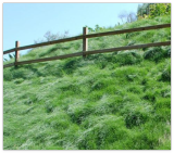 Creeping Red Fescue Grass Seed (Festuca rubra) Shade Tolerant