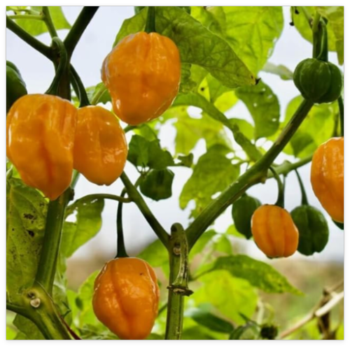 Scented Habanero Pepper Seeds | Yellow Habenero | Caribbean Hot Pepper