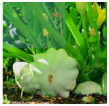 Bennings Green Tint Scallop Summer Squash Seeds, Non-GMO, Pattypan