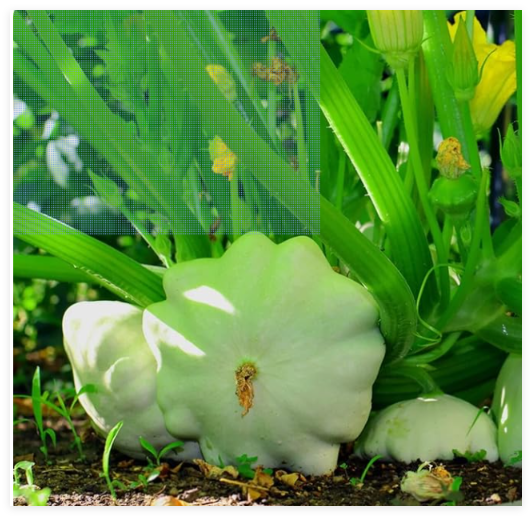 Bennings Green Tint Scallop Summer Squash Seeds, Non-GMO, Pattypan