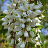 Black Locust Seeds | Robinia pseudoacacia, Drought-Tolerant, Fast-Growing Tree for Sand Fixation & Shade