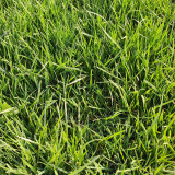 Kentucky Bluegrass Seeds – Poa pratensis, Dense Neat Lawn, Trampling Resistant for Sports Fields Golf Courses