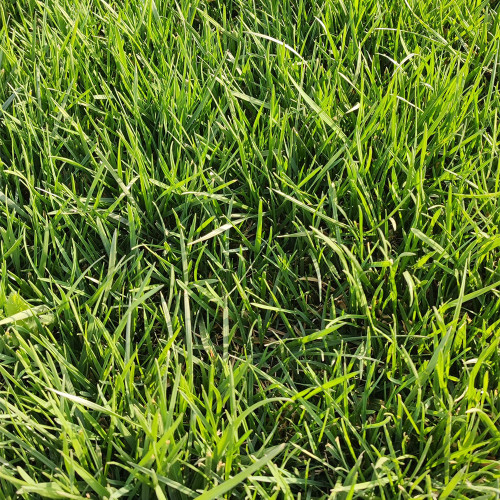 Kentucky Bluegrass Seeds – Poa pratensis, Dense Neat Lawn, Trampling Resistant for Sports Fields Golf Courses