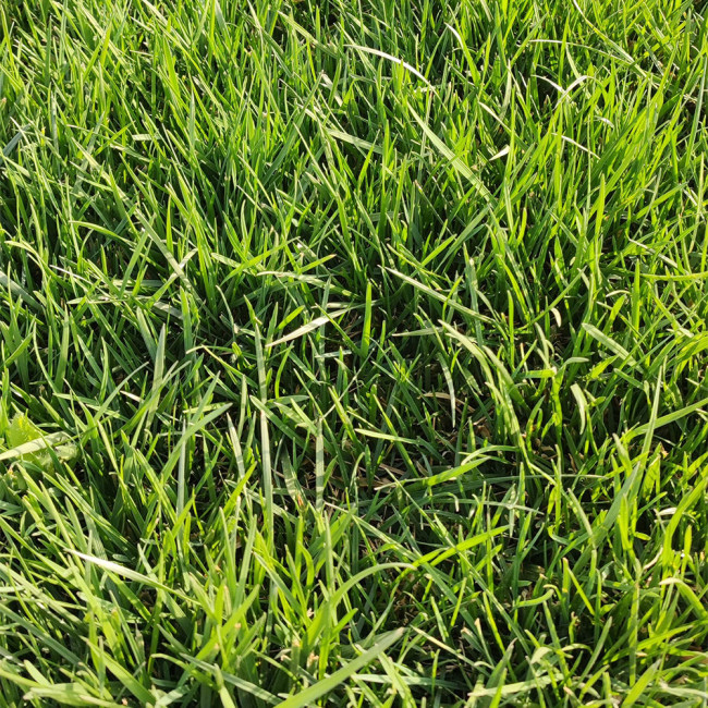 Kentucky Bluegrass Seeds – Poa pratensis, Dense Neat Lawn, Trampling Resistant for Sports Fields Golf Courses