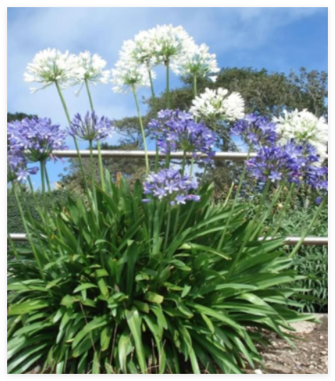 Seeds Lily of the Nile -Giant White Agapanthus - African Lily