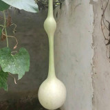 Wild Goose Neck Gourd Seeds – Premium ornamental variety, easy to grow, unique appearance, suitable for all growers