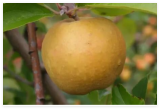Herefordshire Russet Apple Seeds for Garden Planting