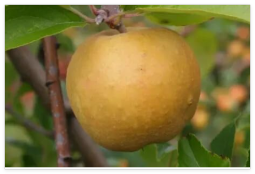 Herefordshire Russet Apple Seeds for Garden Planting