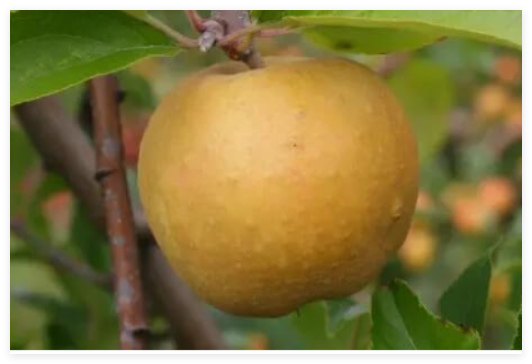 Herefordshire Russet Apple Seeds for Garden Planting
