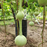 Wild Goose Neck Gourd Seeds – Premium ornamental variety, easy to grow, unique appearance, suitable for all growers