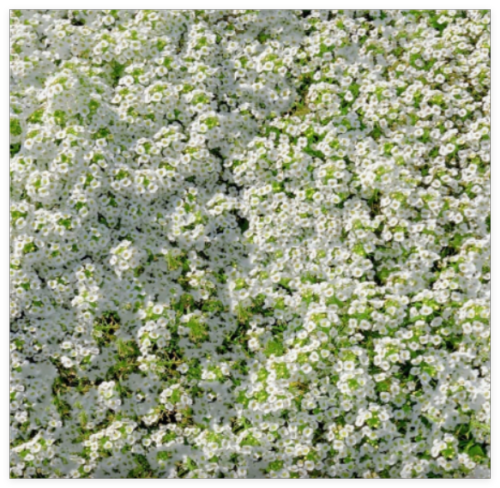 Fresh Sweet Alyssum Seeds, White Carpet of Snow Fragrant