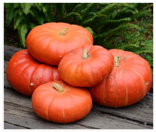 Cinderella Pumpkin Seeds Heirloom Non GMO - Fresh