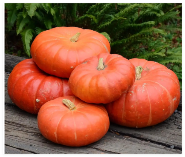 Cinderella Pumpkin Seeds Heirloom Non GMO - Fresh