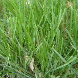 Kentucky Bluegrass Seeds – Poa pratensis, Dense Neat Lawn, Trampling Resistant for Sports Fields Golf Courses
