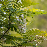 Black Locust Seeds | Robinia pseudoacacia, Drought-Tolerant, Fast-Growing Tree for Sand Fixation & Shade