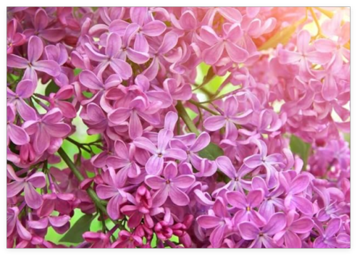 Early Pink Lilac Seeds for Planting Seeds | Highly Prized for Bonsai,