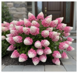Panicle Hydrangea Seeds – Two-Tone Pink-White Flowers for Landscaping