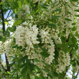 Black Locust Seeds | Robinia pseudoacacia, Drought-Tolerant, Fast-Growing Tree for Sand Fixation & Shade