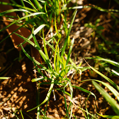 Kentucky Bluegrass Seeds – Poa pratensis, Dense Neat Lawn, Trampling Resistant for Sports Fields Golf Courses