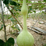 Wild Goose Neck Gourd Seeds – Premium ornamental variety, easy to grow, unique appearance, suitable for all growers
