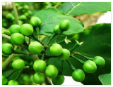 Dried Seeds Turkey Berry-Brush/Wild Eggplant-MAKUA PUANG