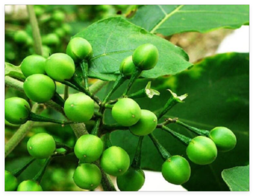 Dried Seeds Turkey Berry-Brush/Wild Eggplant-MAKUA PUANG
