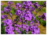 Dames Rocket (Danask Violet) Hesperis Matronalis Dame's Purple Flower Seeds