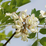 Black Locust Seeds | Robinia pseudoacacia, Drought-Tolerant, Fast-Growing Tree for Sand Fixation & Shade
