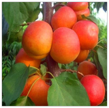 Seed Apricot Tree Plant Organic Potted Fruit Planta Home Garden Fruit Can Be Eaten Perfume Importado Da Fruta for Flore