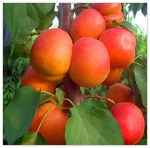 Seed Apricot Tree Plant Organic Potted Fruit Planta Home Garden Fruit Can Be Eaten Perfume Importado Da Fruta for Flore