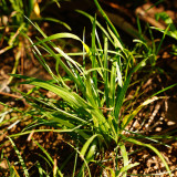 Kentucky Bluegrass Seeds – Poa pratensis, Dense Neat Lawn, Trampling Resistant for Sports Fields Golf Courses