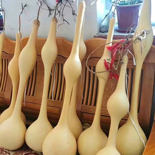 Wild Goose Neck Gourd Seeds – Premium ornamental variety, easy to grow, unique appearance, suitable for all growers