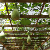 Xinjiang Bottle Gourd Seeds – Strong Root System, Easy to Grow & Manage, Versatile Uses, Trellis Recommended