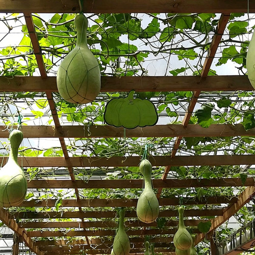 Xinjiang Bottle Gourd Seeds – Strong Root System, Easy to Grow & Manage, Versatile Uses, Trellis Recommended