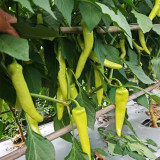 Guangxi White Jade Chili Seeds – Pickling Variety, Straight Fruit, Thick Flesh, Intense Pungent Heat, High Yield