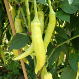 Guangxi White Jade Chili Seeds – Pickling Variety, Straight Fruit, Thick Flesh, Intense Pungent Heat, High Yield