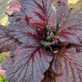 'Splendid 2099' Purple Leaf Mustard Seeds – F1 Hybrid, Fast Growing, Heat & Rain Tolerant, Unique Flavor