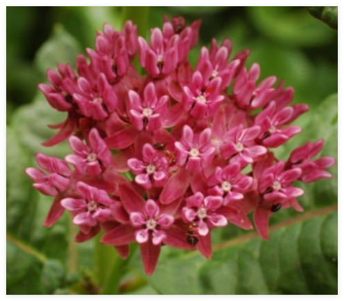 Cinderella Milkweed Asclepias Incarnata Flower Seeds