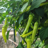 Guangxi White Jade Chili Seeds – Pickling Variety, Straight Fruit, Thick Flesh, Intense Pungent Heat, High Yield