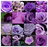 Rare Purple Rose Flower Polyantha Outdoor House Plants Creepers Garden Bonsai