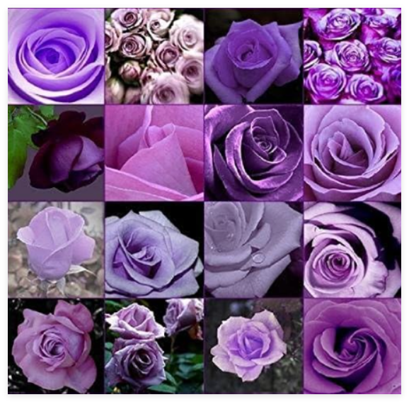 Rare Purple Rose Flower Polyantha Outdoor House Plants Creepers Garden Bonsai