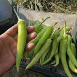 Guangxi White Jade Chili Seeds – Pickling Variety, Straight Fruit, Thick Flesh, Intense Pungent Heat, High Yield
