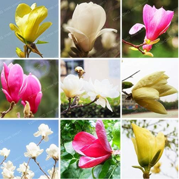 Red Yellow Pink White Magnolia Denudata Seed Rare Yulan Magnolia Tree Flower Seed (Color: Mix)