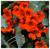 Nasturtium Empress of India Red Vine 16 Hummingbirds Edible NonGMO