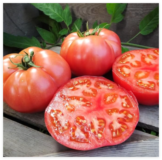 Organic Damsel F-1 Tomato 50 Fresh Seeds Rich Tangy HIGH Resistance