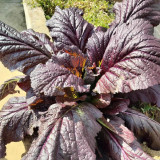 'Splendid 2099' Purple Leaf Mustard Seeds – F1 Hybrid, Fast Growing, Heat & Rain Tolerant, Unique Flavor