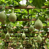 Xinjiang Bottle Gourd Seeds – Strong Root System, Easy to Grow & Manage, Versatile Uses, Trellis Recommended